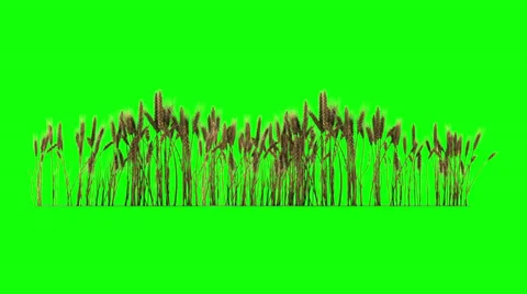 Looped line of wheat on the wind, isolated on green screen with alpha Stock Footage 32867551