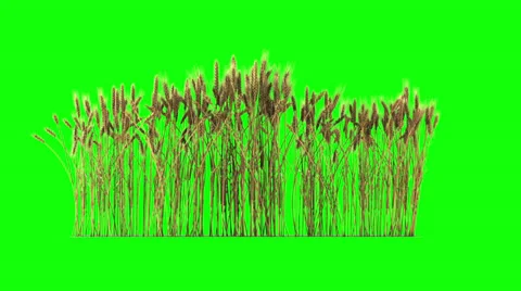 Looped line of wheat on the wind, isolated on green screen with alpha Stock Footage 32914811