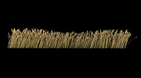 Looped line of wheat on the wind, isolated on black background with alpha Video stock 32923018