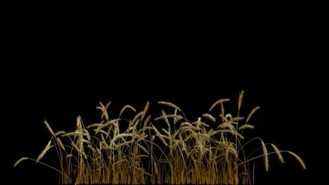 Looped line of wheat on the wind, isolated on black background Stock Footage 251650018