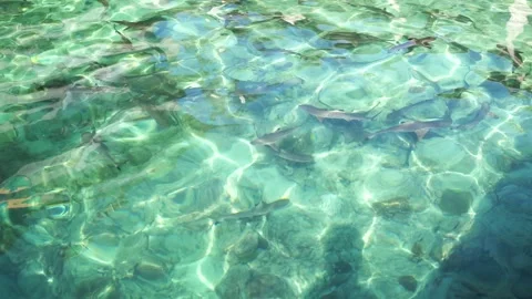 Looped Shark Breeding Pool Stock Footage 257669379