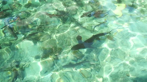 Looped Shark Breeding Pool Stock Footage 257672195