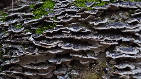 Looped texture of Turkey tail mushrooms Stock Footage 335214599