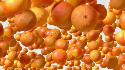 Looped Video of Falling Oranges with Alpha Channel. 3D rendering. Stock-Footage 251783394