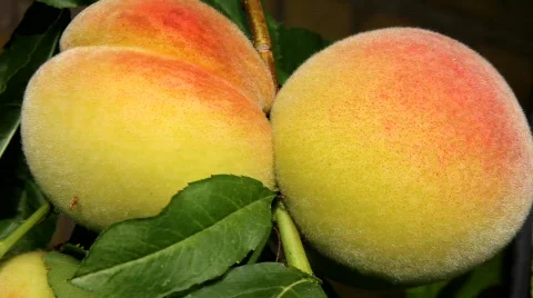 Looper Caterpillar Stock Footage 494840