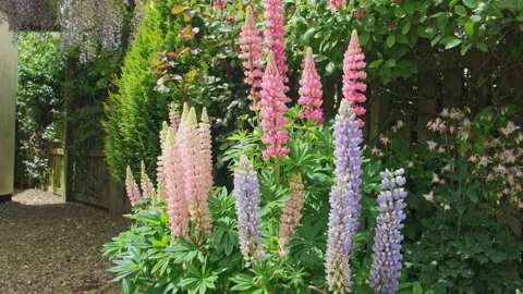 Loopin flower blooms multi colored in English garden Stock Footage 197129330