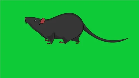 Looping 2D Animation of a Black Rat Jogging on Green Screen Background Stock Footage 313460610