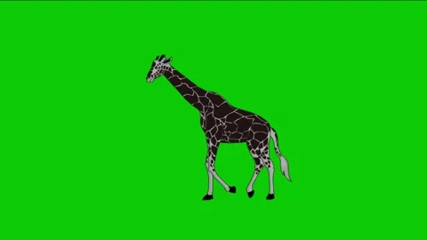 Looping 2D Animation of a Gray Giraffe Walking with Green Screen Background Video stock 313589724