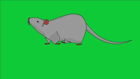 Looping 2D Animation of a Rat Walking with Green Screen Background Stock Footage 313589707