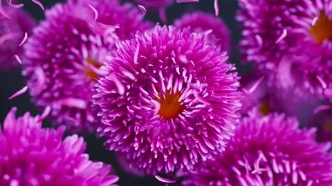 Looping 3D aster flowers with drifting petals. Video stock 322017210