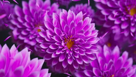 Looping 3D dahlias with floating petals in a soft floral scene. Stock Footage 336448571