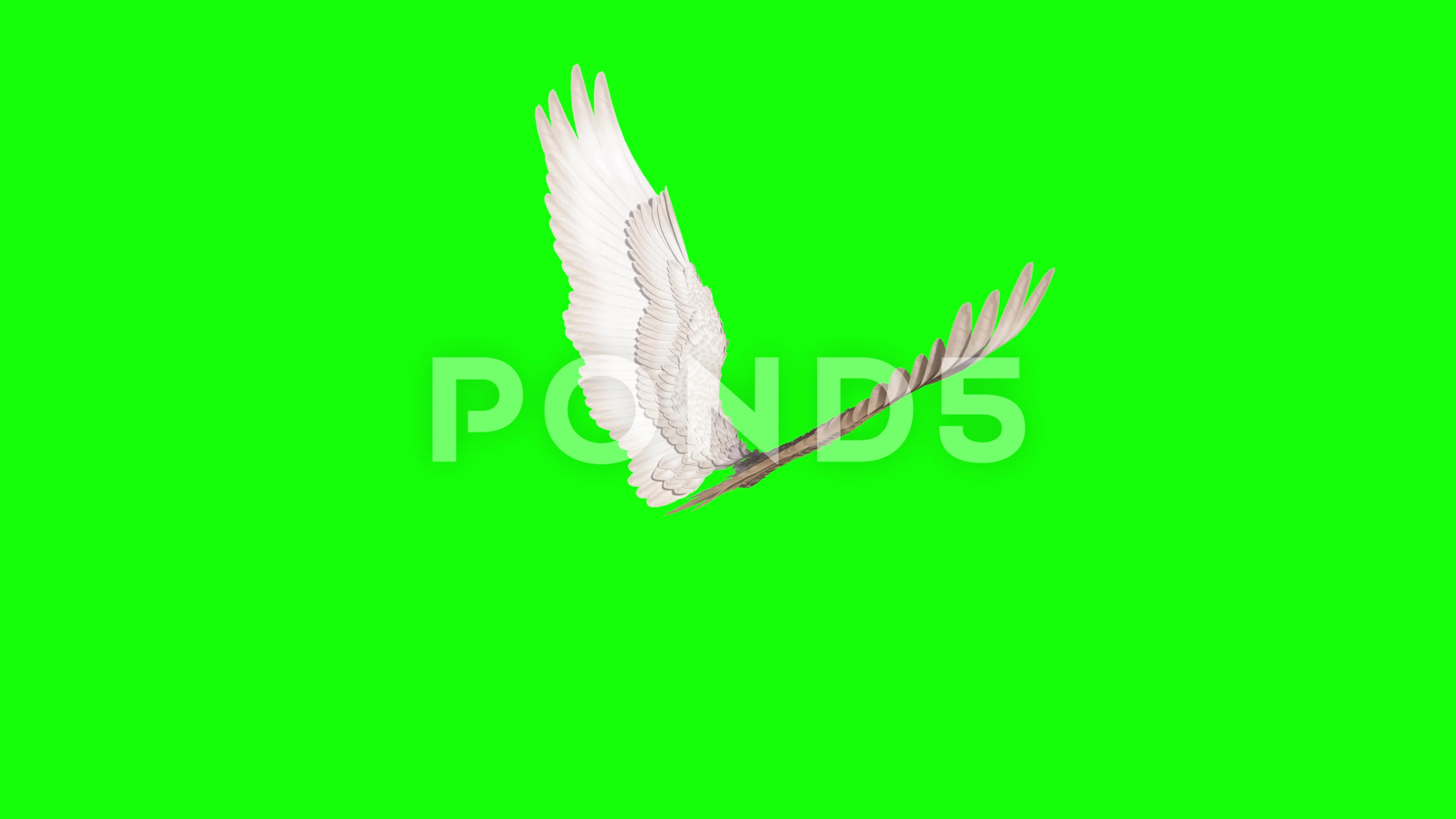 Looping Angel Wings Flapping 3d render | Stock Video | Pond5