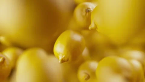 Looping animation of a group of lemons. Defocus. Close-up. Stock Footage 308740498