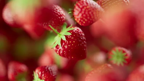 Looping animation of a group of strawberry. Defocus. Close-up. Stock Footage 308743420