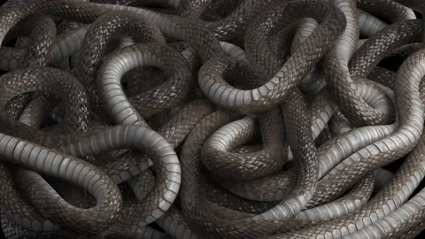 Looping animation of wriggling snakes Stock Footage 148287430