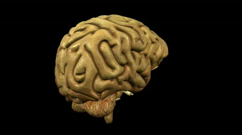 Looping Brain Animation 01 Video stock 829953