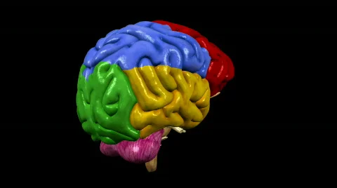 Looping Brain Animation 03 Stock Footage 829993