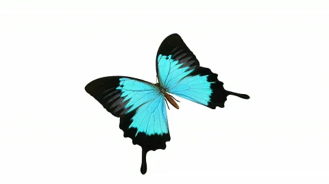 Looping Butterfly Animation 2 Stock Footage 670718