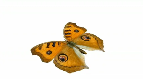Looping Butterfly Animation 3 Stock Footage 670755