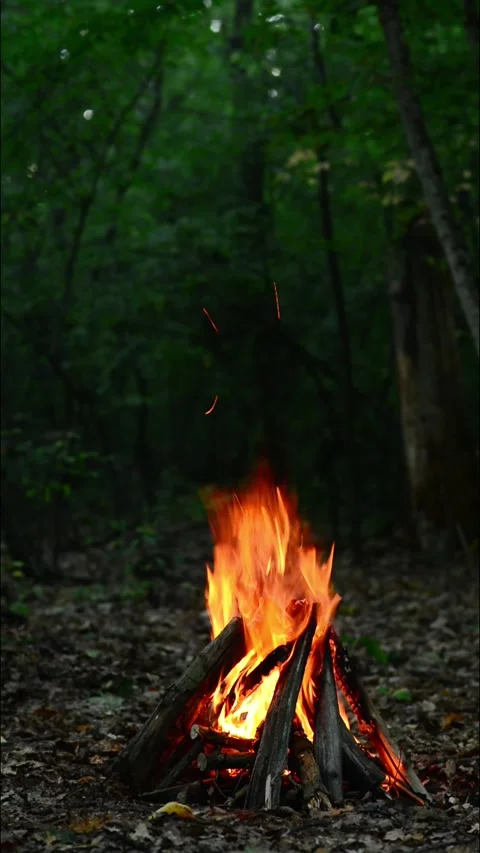 Looping Campfire in Forest with Natural Sound ASMR 動画素材 344951163