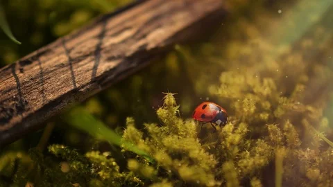 Looping Cinemagraph of ladybug micro shot Stock Footage 115509618