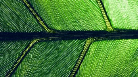Looping Cinemagraph macro of green leaf background Stock Footage 115509737