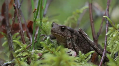 Looping cinemagraph photo of a toad in a forest Stock Footage 56496470