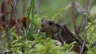 Looping Cinemagraph Photo Of A Toad In A Forest Stock Footage