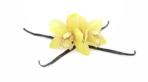 Looping file of vanilla with orchid Video stock 8974336