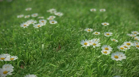 Looping fly-over wild grass and daisy flower Stock Footage 42630726