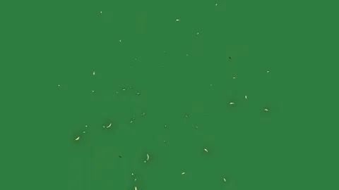 Looping On Green Screen Chroma Key Background Vidéo 338014513
