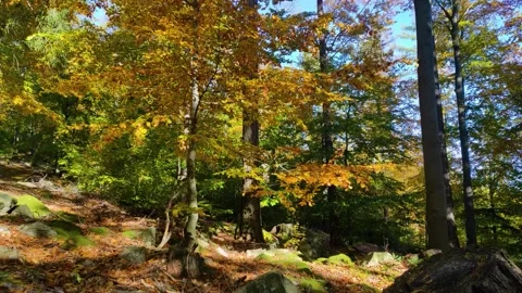 Looping one minute video of natural autumn forest with golden leaves and sing Stock Footage 345532318