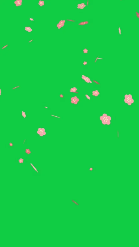 Looping of pink cherry blossoms falling down for spring season on green screen Stock Footage 299703793