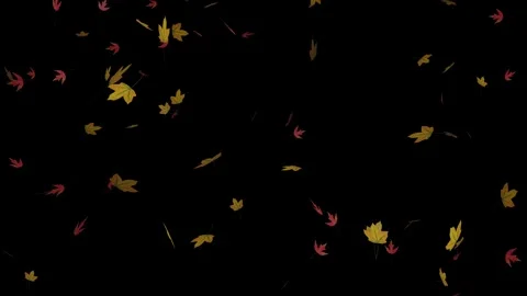 Looping red and yellow maple leaves falling Stock Footage 248150577