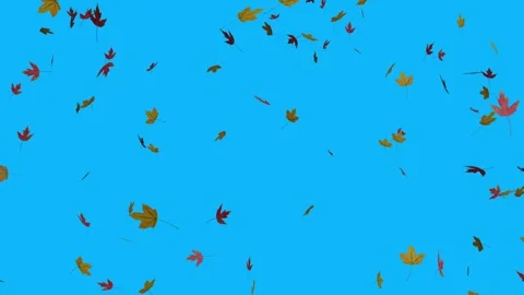 Looping red and yellow maple leaves Stock Footage 248150579