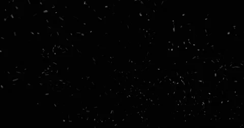 Looping Snow - Windy 2, black background Stock Footage 65313646