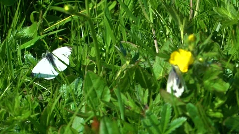 Looping Two Small White Butterflies Close Up, Slow Motion Stock Footage 157447741
