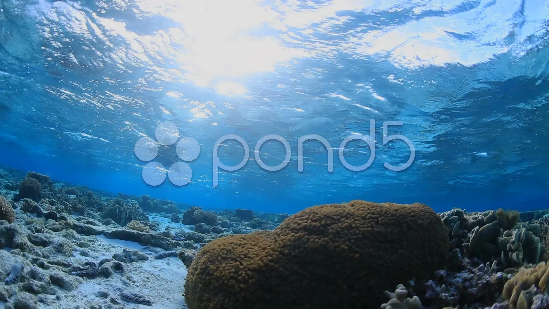 Looping Underwater Ocean Scene Stock Video Pond5