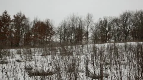 Looping video: Prairie during snowfall Stock Footage 22027797
