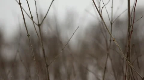 Looping video: Prairie grass close-up with snow falling Stock Footage 22027966
