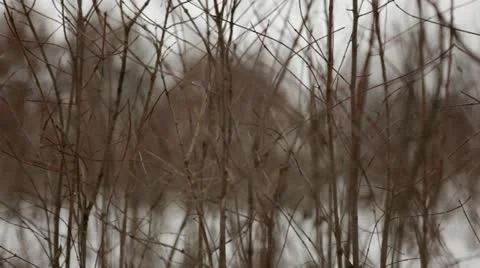 Looping video: Prairie grass during snowfall Stock Footage 22028067