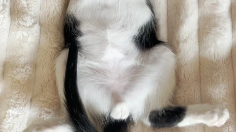 Looping video of a sleeping kitten on a soft blanket. The camera moves smoothly Stock Footage 312649222