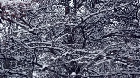 Looping video: snow coating tree branches Stock Footage 22028364