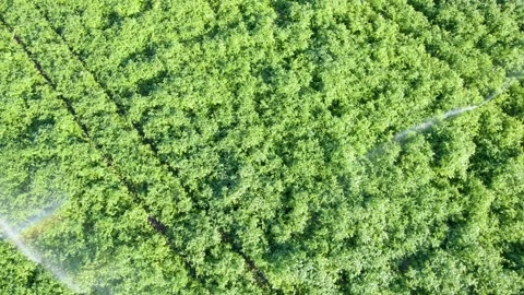 A Looping Video of a Sprinkler Creating a Rainbow. Concept The beautiful si.. Stock-Footage 314403073