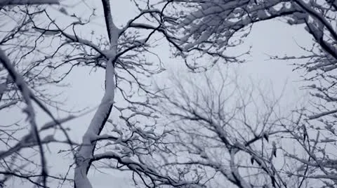 Looping video: Thick snow coating branches during snowstorm Stock Footage 22027379