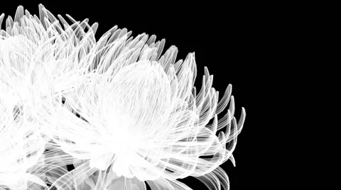 Looping X-Ray Flowers Background Stock Footage 43677284