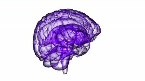 Looping Xray Brain Animation 12 Video stock 838514
