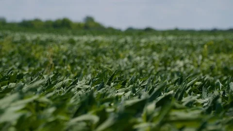 LoopingCrops2 Stock Footage 95578474