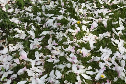 Loose petals Stock Photos