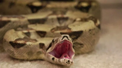 Loose Snake in the House HD Stock Footage 10683695